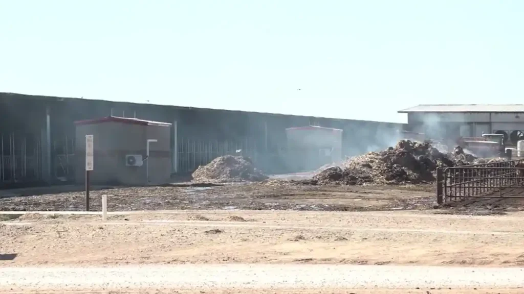 About 18,000 Cattle Are Killed In Fire At Dairy Farm In Texas