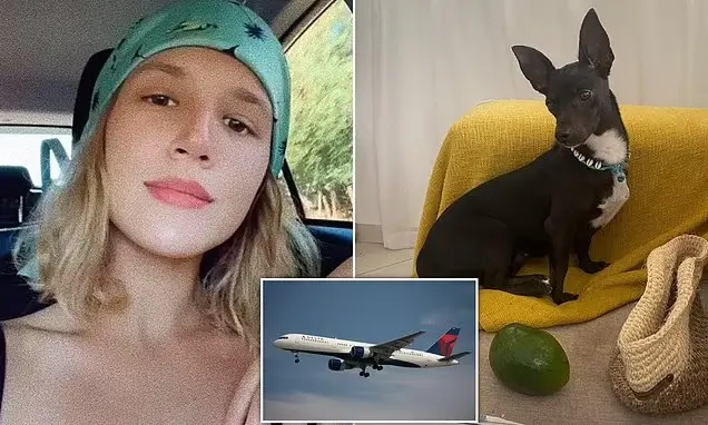Plane Passenger Slams Delta For Losing Her Dog At The World'S Busiest Airport