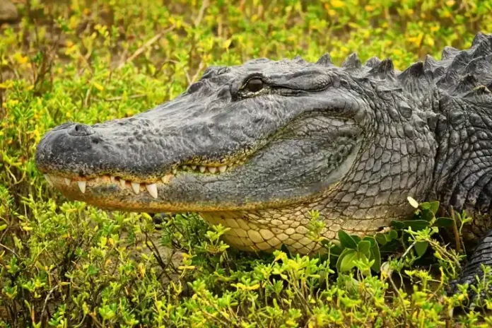 Remains of Missing Texas Woman in Her 60s Found Inside Alligator’s Jaws, Officials Say